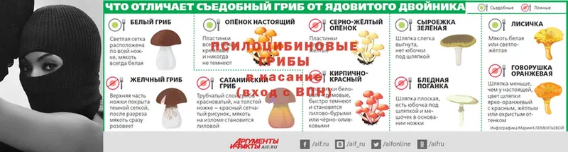 гидра ONION  shop официальный сайт  Псилоцибиновые грибы Psilocybe  Чистополь 